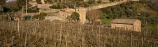 immagine Montefioralle panorama