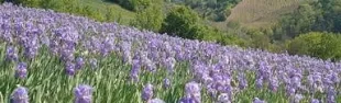 immagine fioritura giaggioli