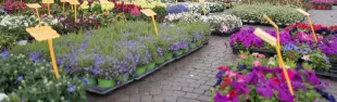 immagine Greve in Fiore