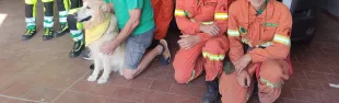 immagine Volontari a quattro zampe