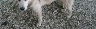 immagine cuccioli ritrovati San casciano