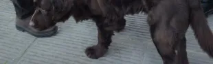 immagine sindaco Ciappi con proprietari di cani in centro storico