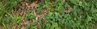 Caccia al tartufo tra i boschi di Barberino Tavarnelle