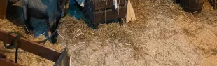 Piccole Betlemme nel Chianti