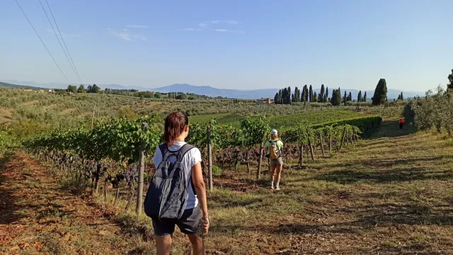 Vigne del Chianti